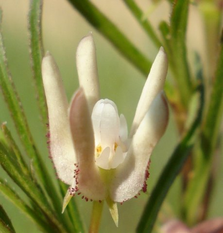Brachystelma franksiae subsp. franksiae flower